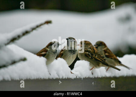 Haussperling (Passer domesticus) Männer und Frauen in tiefem Schnee bei der Fütterung Ort sitzen, Bayern, Deutschland Stockfoto