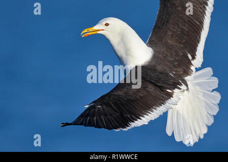 Heringsmöwe (Larus fuscus), close-up Portrait fliegen, Ostsee, Mecklenburg-Vorpommern, Deutschland Stockfoto