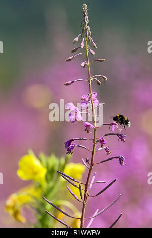 Buff-tailed Bumble Bee (Bombus terrestris) Arbeitnehmer Fütterung auf Nektar aus Weidenröschen (Epilobium) Blüte, Land Brandenburg, Deutschland Stockfoto