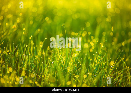 Das Gras am Morgen, Tau Stockfoto