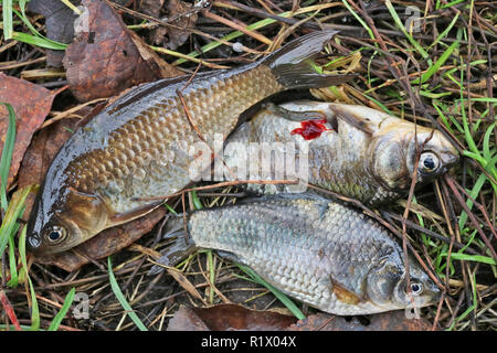 Drei kleine Karausche Fische sterben auf dem Gras in der Nähe des Sees. Outdor makro Konzept geschossen. Weiche Kunst konzentrieren Stockfoto