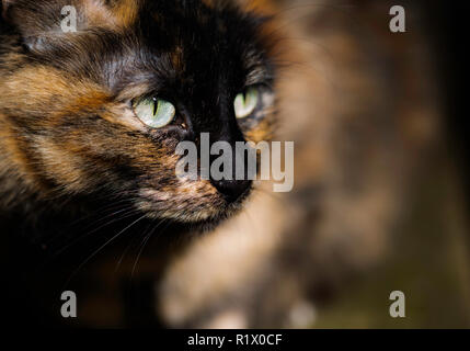 Flauschige gestreifte Katze auf Hintergrund unscharf. Porträt einer wunderschönen grünen Augen schöne gestreifte Katze Stockfoto