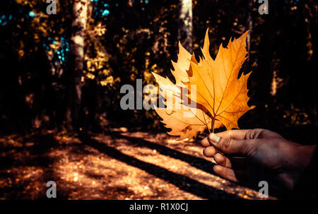 Junge Holding der Maple Leaf im Herbst Park auf der Isla Margarita, Sevilla Stockfoto