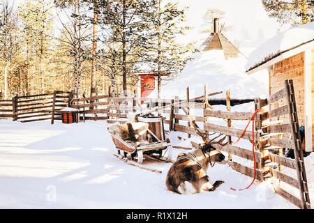 Rentiere in Rodeln in Finnland in Lappland im Winter. Stockfoto