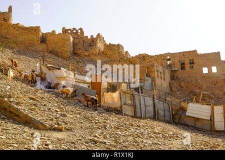 Herde von Ziegen auf der Suche nach der Nahrung sind, Birkat Al Mouz oder Bait Al Subah in Harat al Saybani außerhalb von Nizwa, Oman. Stockfoto