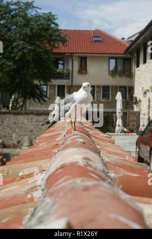 Möwe steht an einer Wand Stockfoto