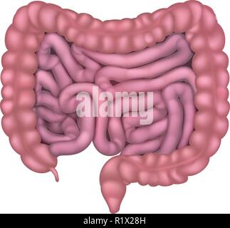 Darm Darm menschliche Verdauungssystem Stock Vektor
