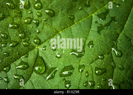 Wassertropfen auf einem grünen Blatt: Detailansicht Stockfoto