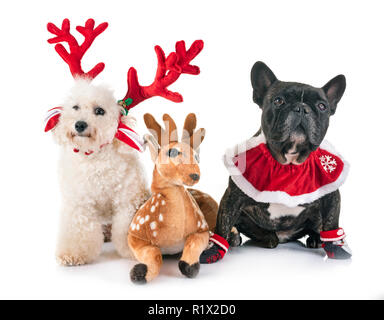 Französische Bulldogge und Bichon vor weißem Hintergrund Stockfoto