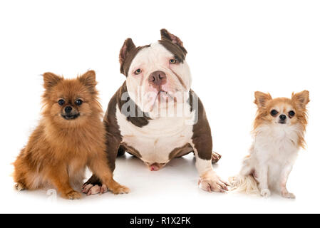 Männliche amerikanische Bully und kleine Hunde vor weißem Hintergrund Stockfoto