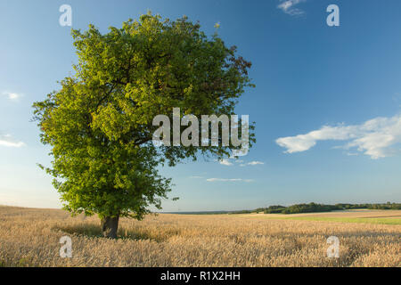 Riesige grüne Laubbaum im Korn wachsen Stockfoto