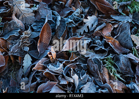 Blätter im Herbst an einem frostigen Morgen Stockfoto