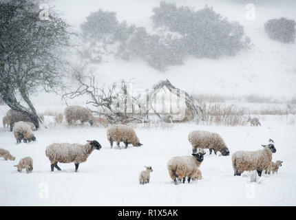 Wetter: Schafe und Lämmer Futter für Gras in der Nähe von oxton Lauder, Scottish Borders während der "Tier aus dem Osten Sturm." Stockfoto