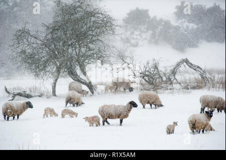 Wetter: Schafe und Lämmer Futter für Gras in der Nähe von oxton Lauder, Scottish Borders während der "Tier aus dem Osten Sturm." Stockfoto