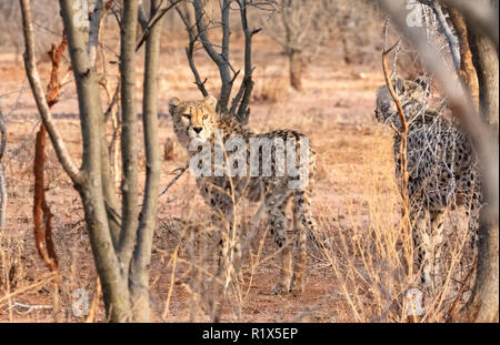 Gepard Acinonyx jubatus, zwei Geparden jagen, Africat Foundation, Okonjima Nature Reserve, Namibia Afrika Stockfoto