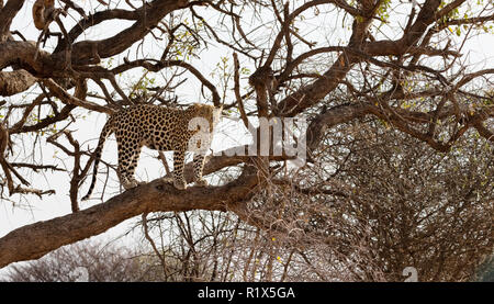 Leopard Afrika - Panthera Pardus - Ein männlicher Leopard auf einen Baum, Okonjima Nature Reserve, Namibia Afrika Stockfoto