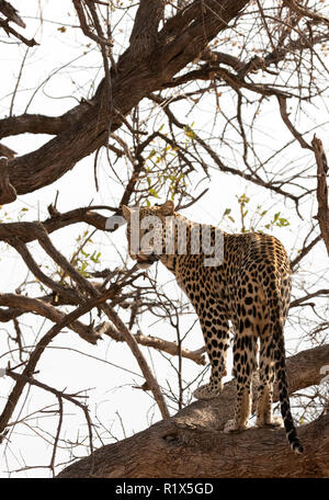 Leopard Panthera Pardus - Ein männlicher Leopard auf einen Baum, Okonjima Nature Reserve, Namibia Afrika Stockfoto