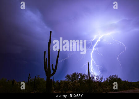 Wüstengewitter mit Blitzschlag hinter einem Saguaro Kaktus in Tucson, Arizona Stockfoto