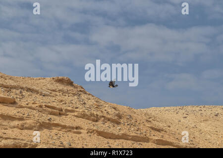 Gruppe von Vögeln durch Raben im Namibe Wüste bekannt. Angola. Afrika Stockfoto