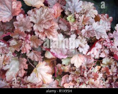 Heuchera Pfirsich Flambe übersicht Nahaufnahme von Pfirsich und Rosa infundiert farbige Blätter. Verwendung als Bodendecker oder in krautigen gemischt. oder Strauch Grenzen Stockfoto