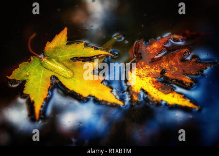 Farbenfrohe Floating Maple Leaves. Herbst Schönheit hautnah. Stockfoto