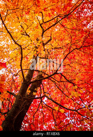 Bunte, Orange und Rote Ahorn Baum im Herbst. Vertikale saisonale Hintergrund mit kopieren. Stockfoto