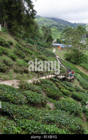 Cameron Highlands, Malaysia - 30. Dezember 2016: Zu Fuß weg zu Sungai Palas BOH Tea House, einer der am meisten besuchten Tea House von Touristen in Kameras Stockfoto