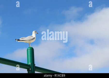 Eine weiße und graue Seagull sitzt auf einer Stange mit dem Himmel als Hintergrund Stockfoto