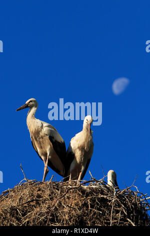 Gruppe von Weißstorch Vögel auf einem Nest über dem Biebrza River Wetlands in Polen während der Brutzeit im Frühjahr Stockfoto