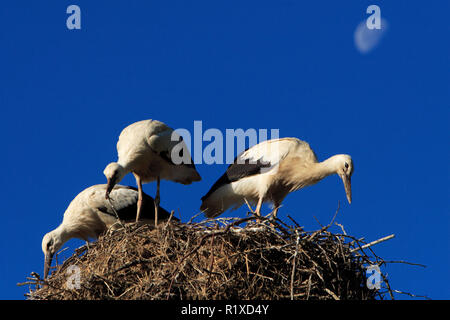 Gruppe von Weißstorch Vögel auf einem Nest über dem Biebrza River Wetlands in Polen während der Brutzeit im Frühjahr Stockfoto