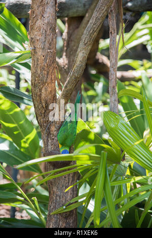 Sydney, New South Wales, Australia-December 21,2016: Rainbow lorikeet auf dem Kopf, die aus den hängenden coconut Schüssel am Taronga Zoo in Sydney, Australien Fütterung Stockfoto