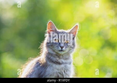 Sibirische Katze im Garten im Sommer Stockfoto