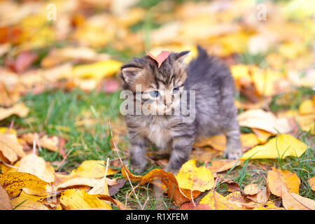Die niedlichen gestreiften Kätzchen ist zu Fuß auf Laub im Herbst Garten Stockfoto