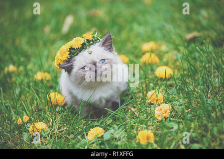 Porträt eines kleinen Siam Kätzchen saß auf dem Gras im Herbst. Cat gekrönt mit dem Blumenkranz Stockfoto