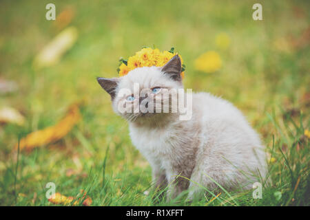 Porträt eines kleinen Siam Kätzchen saß auf dem Gras im Herbst. Cat gekrönt mit dem Blumenkranz Stockfoto