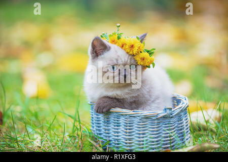 Süße Siam Kitten mit einem floralen Kranz auf dem Kopf befindet sich in einem Korb auf einem grünen Rasen sitzen Stockfoto