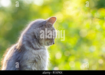 Sibirische Katze im Garten im Sommer Stockfoto