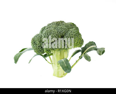 Broccol.. in der Nähe des raw Brokkoli auf weißem Hintergrund. Stockfoto