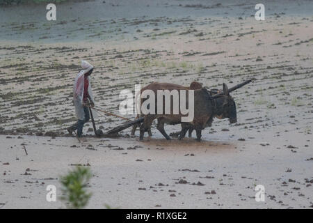 Ein Landwirt in Bauernhof in heftiger Platzregen der Monsun in den Western Ghats von Pune, Maharashtra, Indien arbeiten. Stockfoto