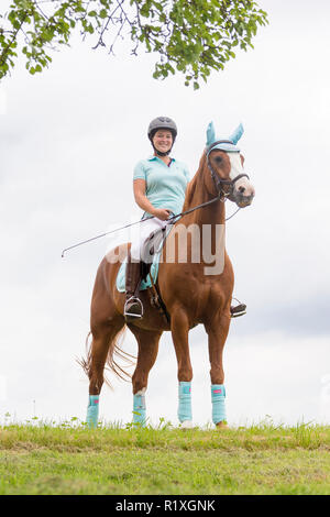 Bayerisches Warmblut. Reiter auf einem fuchswallach stehen auf einer Wiese. Deutschland Stockfoto