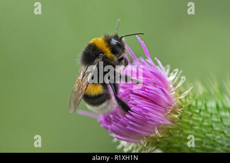 Buff-tailed Bumble Bee (Bombus terrestris) trinken Nektar aus eine Blume von einem Stier Thistle (Cirsium vulgare). Deutschland Stockfoto