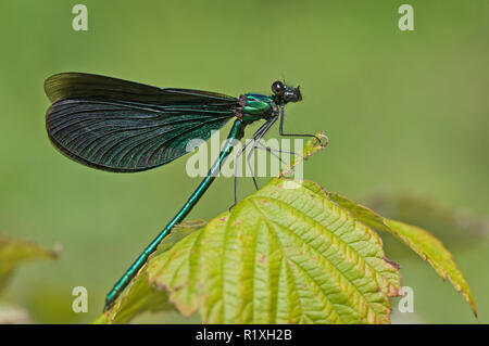 Schöne Demoiselle, Bluewings (Calopteryx Virgo). Erwachsene männliche ruht auf einem Blatt. Deutschland Stockfoto