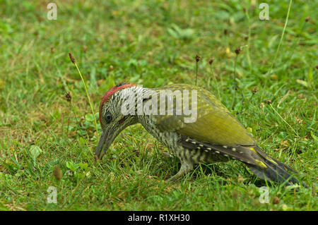 Grünspecht (Picus viridis). Juvenile männlichen Nahrungssuche auf einer Wiese. Deutschland Stockfoto