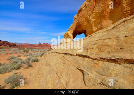 Mojave scrub Gemeinschaft und verwitterte Sandstein entlang der weißen Kuppeln Trail, Valley of Fire State Park, Nevada, USA Stockfoto