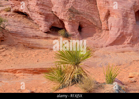 Mojave scrub Gemeinschaft (Yucca) und verwitterte Sandstein entlang der weißen Kuppeln Trail, Valley of Fire State Park, Nevada, USA Stockfoto