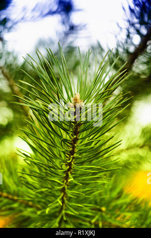 Bunte frische grüne junge Kiefer Zweig zu schließen. Stockfoto