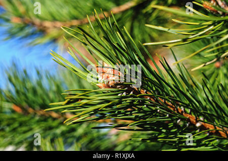 Bunte frische grüne junge Kiefer Zweig mit einem jungen Knospe close-up. Stockfoto