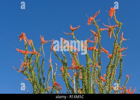 Ocotillo in voller Frühjahrsblüte im Joshua Tree National Park in Kalifornien Stockfoto