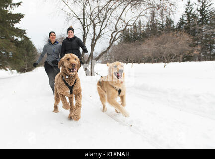 Eine Canicross Gruppe von Frau Schlittenhunde ziehen die Jungen Womanin Wintersaison Stockfoto