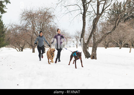 Eine Canicross Gruppe von Frau Schlittenhunde ziehen die Jungen Womanin Wintersaison Stockfoto